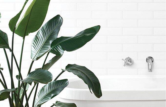 large green plant in front of a hotel bathtub